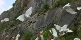 Prodám bílé poštovní holuby,