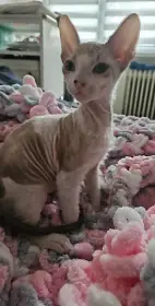 Rezervace koťata tp Don sphynx bez PP k odběru.
