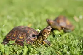 Želvy kouzelné včetně teraria a vybavení