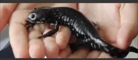 Axolotl po metamorfóze