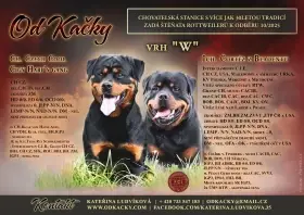 Rottweiler - štěňata s průkazem původu