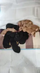 Štěňata, v typu hovawarta