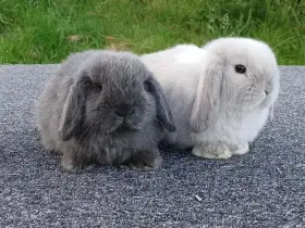 Kouzelná Miminka - Anglický Zakrslý Beránek MiniLop ✅