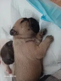 Francouzský buldoček fawn