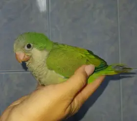 Ručně dokrmený mníšek šedý