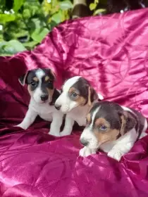 Jack Russell terrier tricolor