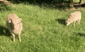 Ouessantská / Quessantská mini ovce - bílá jehnička a beránek