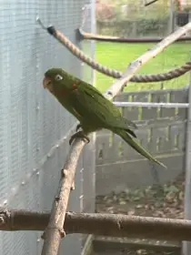 Aratinga kubánský (Psittacara euops)