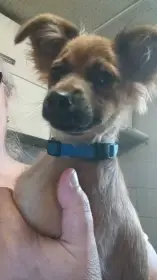 Ruský toy -štěňátka