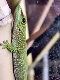 Felsuma madagaskarská