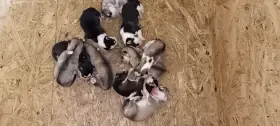 Štěňata v typu husky