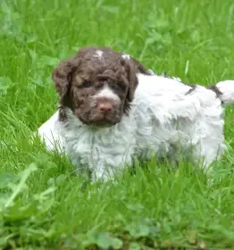 Lagotto romagnolo s PP