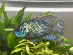 Akara electric blue