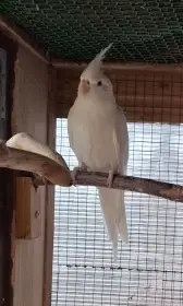 Korela