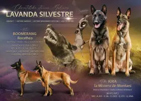Belgický ovčák Malinois-štěňata s PP