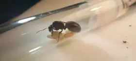 Mravenec dřevokaz (Camponotus ligniperda)