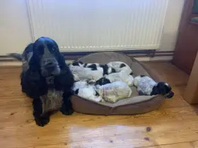 Štěňátko modrých běloušů a běloušů s pálením