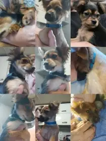 Ruský toy -štěňátka