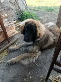 Leonberger s PP