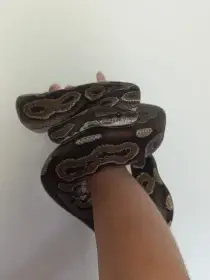 Krajta královská (Python regius) - adult samec