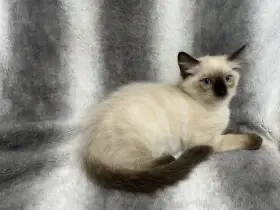 Koťátka Ragdoll s PP