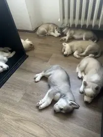 Sibiřský husky bez PP.