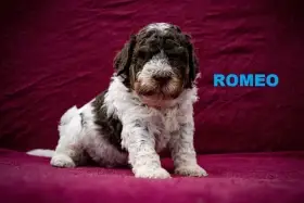 Lagotto Romagnolo - pejsci s PP