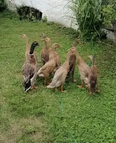 Indický běžec - pár