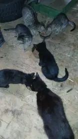Prodám koťata
