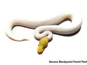 Python regius