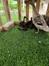 Indický běžec kachňata