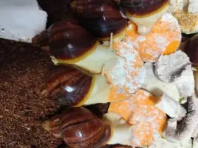 Africký šnek Archachatina rhodostoma Benin albino body