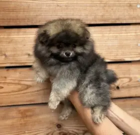 Pomeranian mini s PP FCI