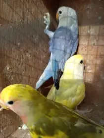 Agapornis růžohrdlý