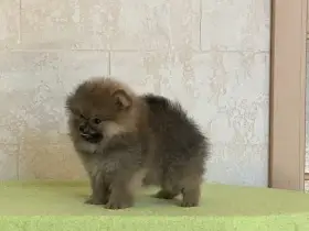 Pomeranian