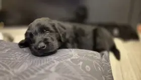 Flat coated retriever s PP - volní už jen poslední dva pejsci