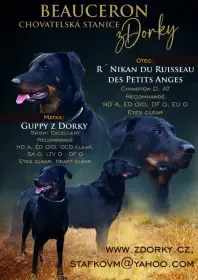 Beauceron -francouzský ovčák s PP