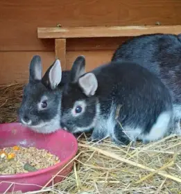 Mimi zakr. Bílopesíkatých Králíčků