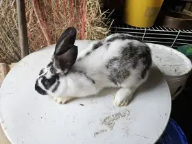 Králík