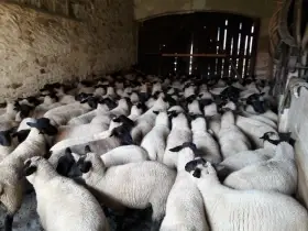 Chovné jehnice a beránci suffolk