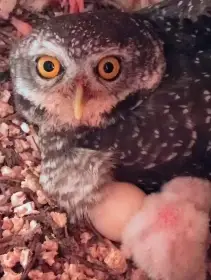 Sýček brahmínský - odchov