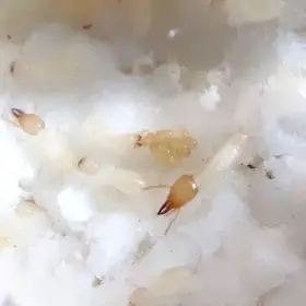 Termiti Coptotermes formosanus shiraki