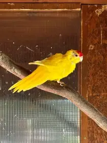 Daruji 2 kakariki