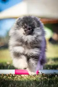 Pomeranian s PP FCI