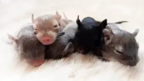 Hraví osmáci z Awesome Degus hledají nový domov