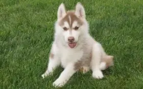 Roztomilá štěňátka sibiřského huskyho pro dobrou rodinu