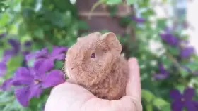 Miminka US teddy morčat