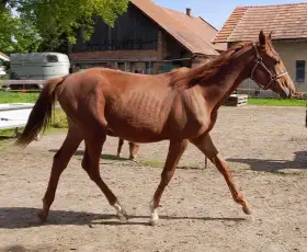 Hrebeček Gold Monty