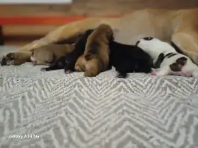Štěňátka v typu francouzského buldočka