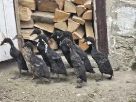Indický běžec